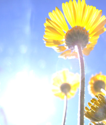 sunnyflowers.jpg